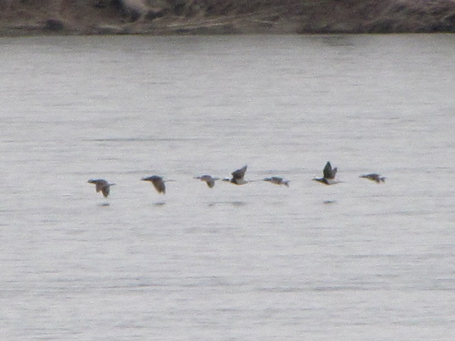 Birds/Waterfowl of Conewago Falls in the Lower Susquehanna River Watershed: Long-tailed Ducks/Oldsquaw