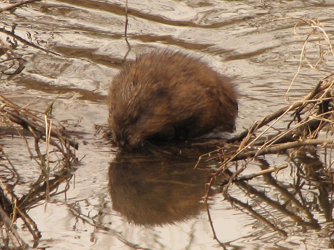 Mammals of the Lower Susquehanna River Watershed: Muskrat
