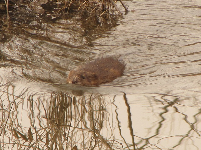 Mammals of the Lower Susquehanna River Watershed: Muskrat