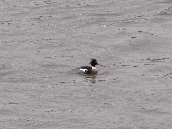Birds/Waterfowl of Conewago Falls in the Lower Susquehanna River Watershed: Red-breasted Merganser