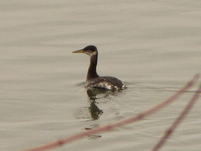 Birds of Conewago Falls in the Lower Susquehanna River Watershed: Red-necked Grebe