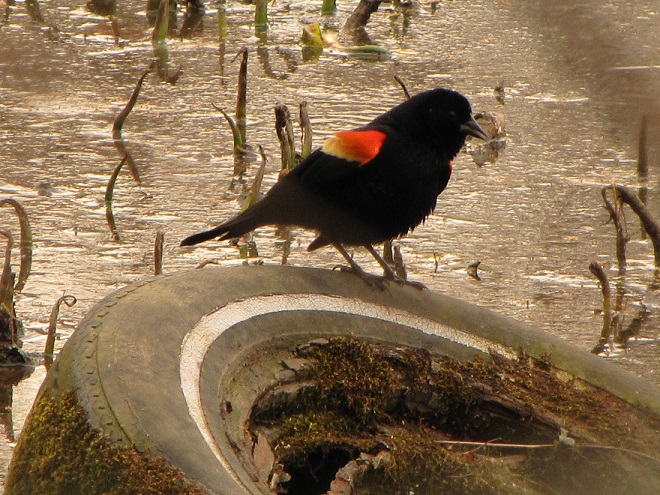 Litter Pollution in Susquehanna River Watershed and Red-winged Blackbird