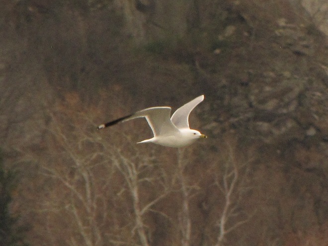 Birds of Conewago Falls in the Lower Susquehanna River Watershed: Ring-billed Gull