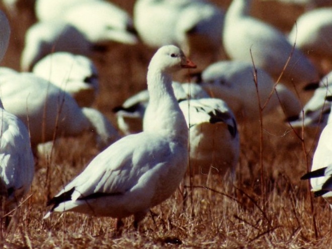 Birds/Waterfowl of Conewago Falls in the Lower Susquehanna River Watershed: Ross's Goose