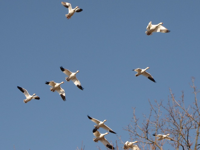 Birds/Waterfowl of Conewago Falls in the Lower Susquehanna River Watershed: Snow Geese