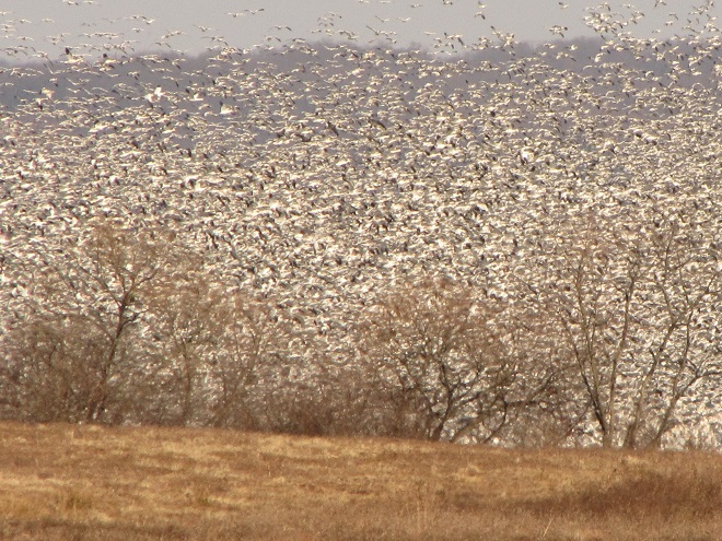 Snow Geese at Middle Creek Wildlife Management Area