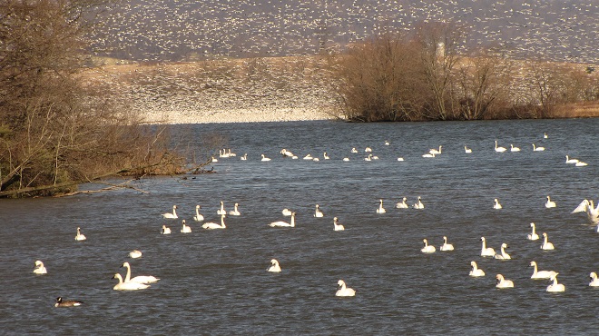 Snow Geese and Tundra Swans at Middle Creek Wildlife Management Area