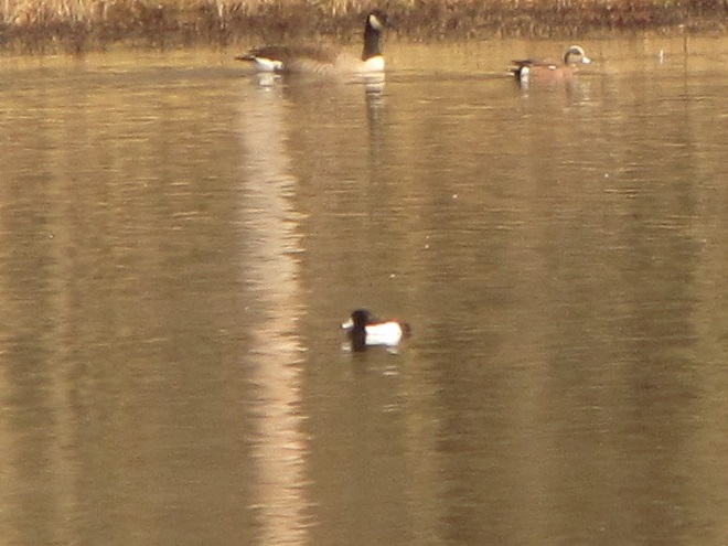 Birds/Waterfowl of Conewago Falls in the Lower Susquehanna River Watershed: Tufted Duck