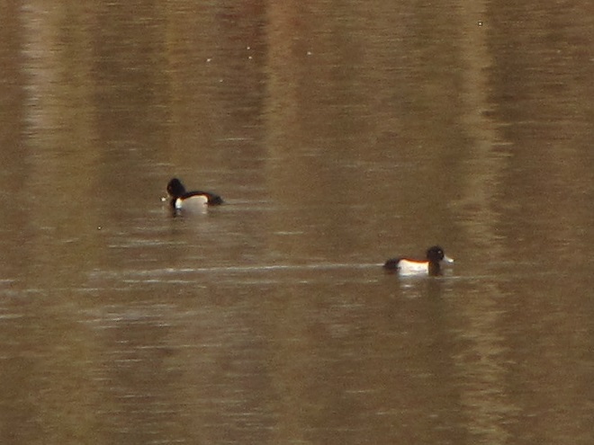 Birds/Waterfowl of Conewago Falls in the Lower Susquehanna River Watershed: Tufted Duck
