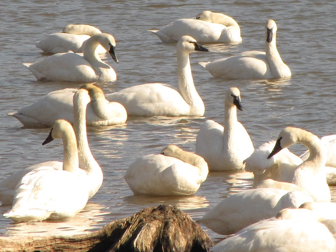 Tundra Swans at Middle Creek Wildlife Management Area