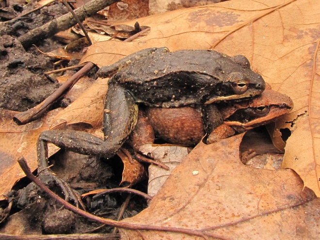 Amphibians of the Lower Susquehanna River Watershed: Wood Frogs mating