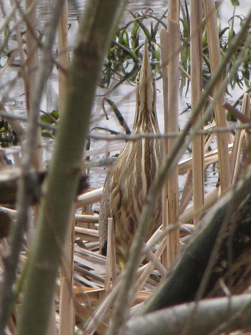 Birds of Conewago Falls in the Lower Susquehanna River Watershed: American Bittern