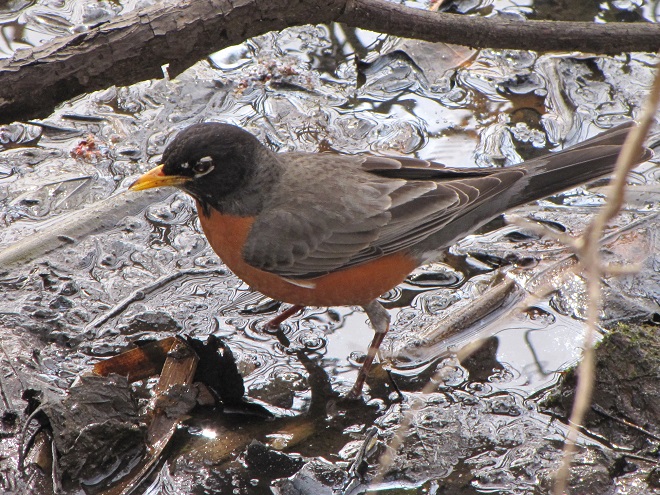 Birds of Conewago Falls in the Lower Susquehanna River Watershed: American Robin