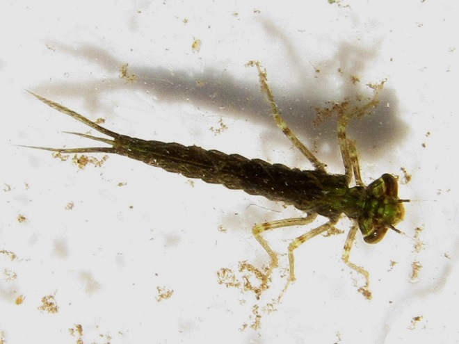 Dragonflies and Damselflies of the Lower Susquehanna River Watershed: Fragile Forktail nymph