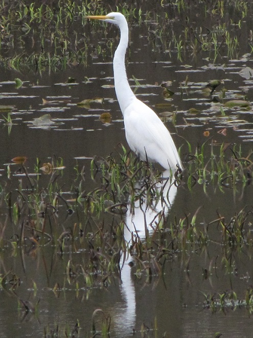 Birds of Conewago Falls in the Lower Susquehanna River Watershed: Great Egret