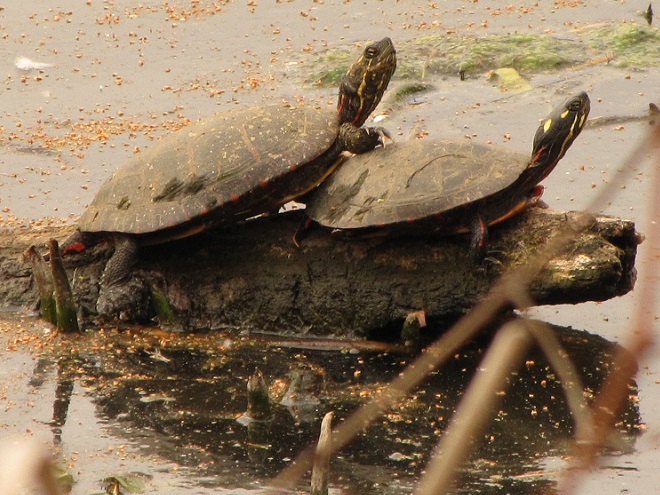 Reptiles of the Lower Susquehanna River Watershed: Painted Turtles