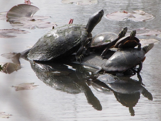 Turtles: Reptiles of the Lower Susquehanna River Watershed: Painted Turtles and a Red-eared Slider