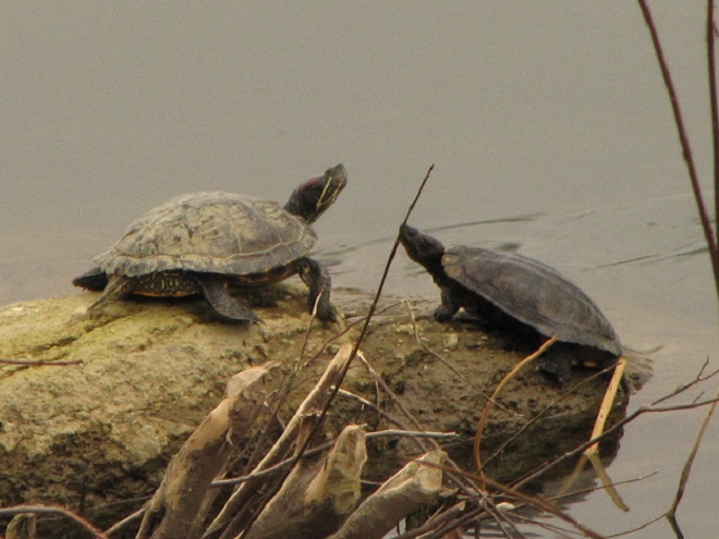 Turtles: Reptiles of the Lower Susquehanna River Watershed: Red-eared Slider and Common Map Turtle