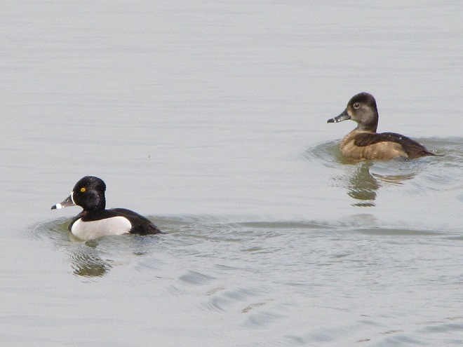 Birds/Waterfowl of Conewago Falls in the Lower Susquehanna River Watershed: Ring-necked Ducks