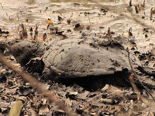 Reptiles of the Lower Susquehanna River Watershed: Snapping Turtle