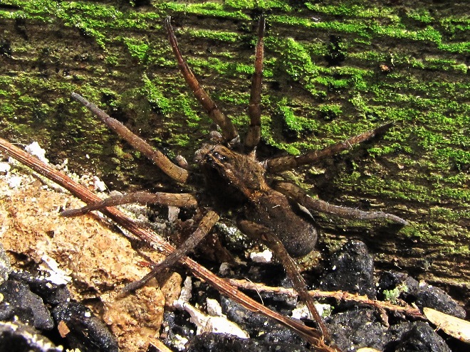 Spiders of the Lower Susquehanna River Watershed: "Tiger" Wolf Spider