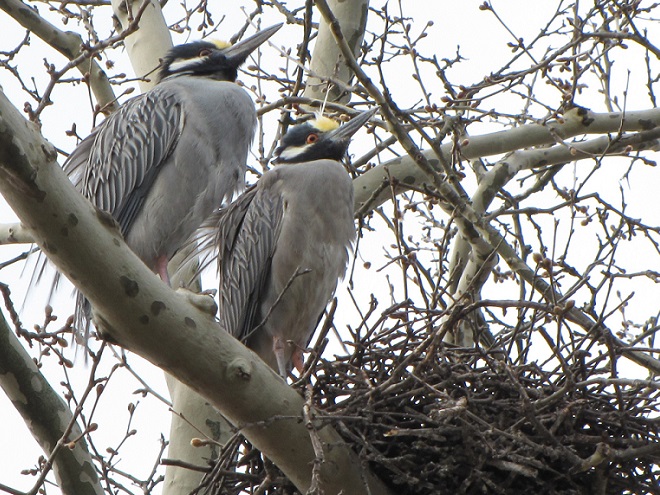 Yellow-crowned Night Herons Nesting in an Eastern Sycamore