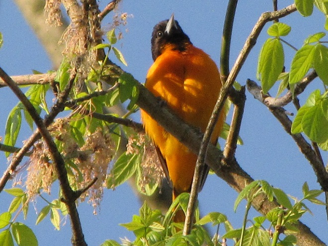 Birds of Conewago Falls in the Lower Susquehanna River Watershed: Baltimore Oriole