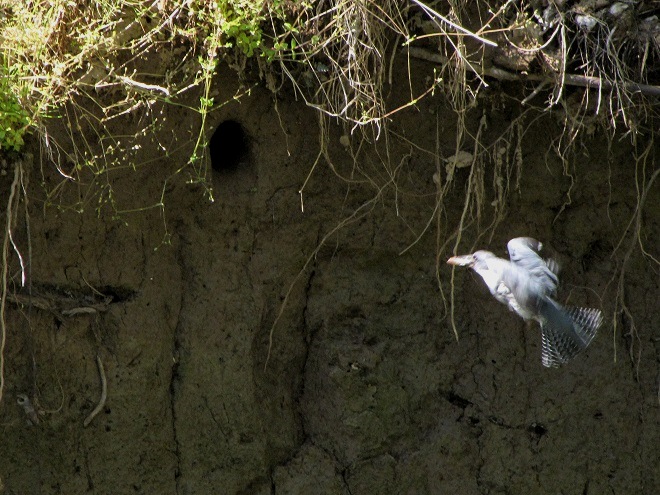 Birds of Conewago Falls in the Lower Susquehanna River Watershed: Belted Kingfisher
