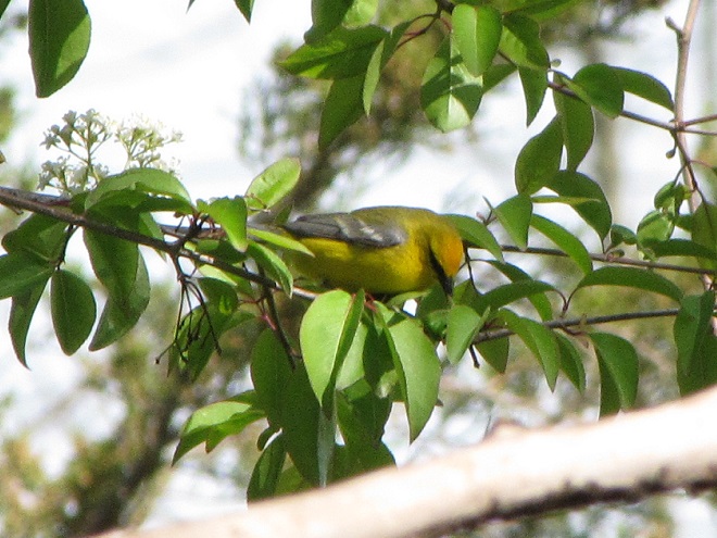 Birds of Conewago Falls in the Lower Susquehanna River Watershed: Blue-winged Warbler