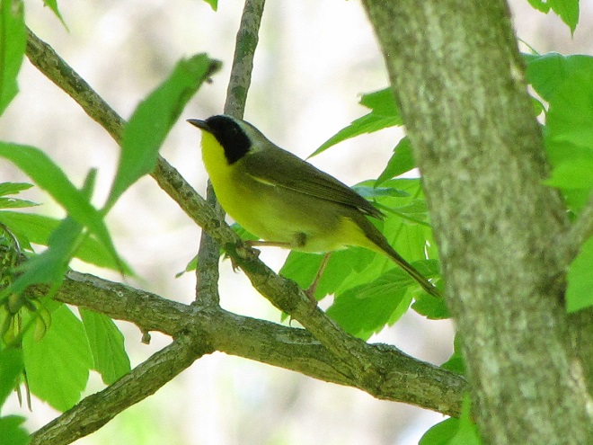 Birds of Conewago Falls in the Lower Susquehanna River Watershed: Common Yellowthroat