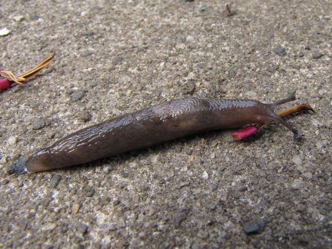 Mollusks of the Lower Susquehanna River Watershed: Gray Garden Slug