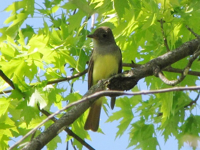 Birds of Conewago Falls in the Lower Susquehanna River Watershed: Great Crested Flycatcher