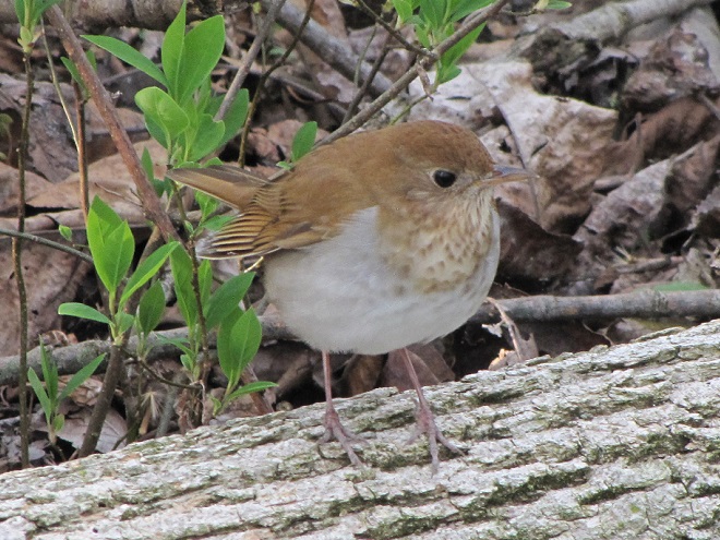Birds of Conewago Falls in the Lower Susquehanna River Watershed: Veery