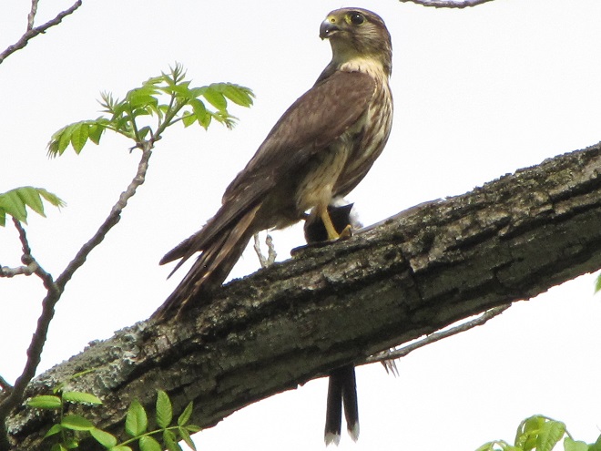 Birds of Conewago Falls in the Lower Susquehanna River Watershed: Merlin