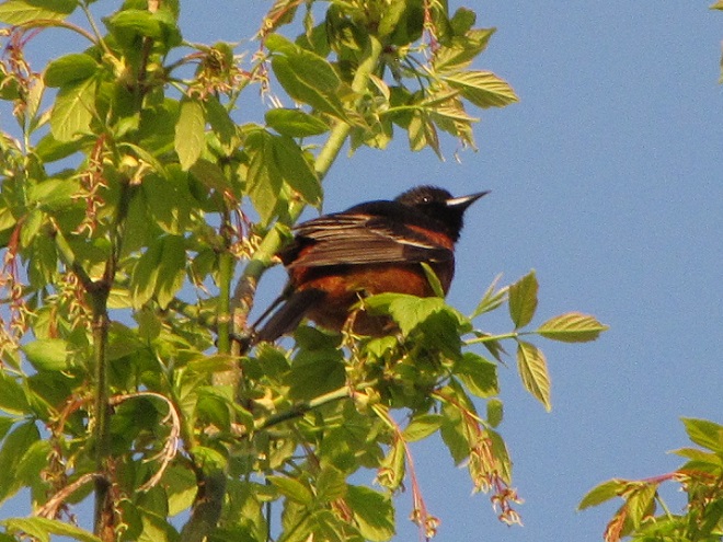 Birds of Conewago Falls in the Lower Susquehanna River Watershed: Orchard Oriole