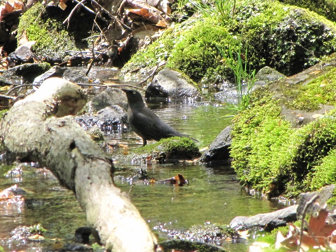 Birds of Conewago Falls in the Lower Susquehanna River Watershed: Rusty Blackbird