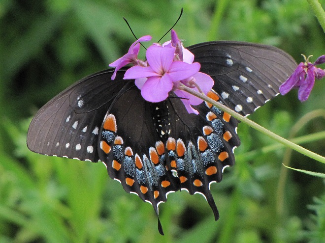 Butterflies of the Lower Susquehanna River Watershed: Spicebush Swallowtail