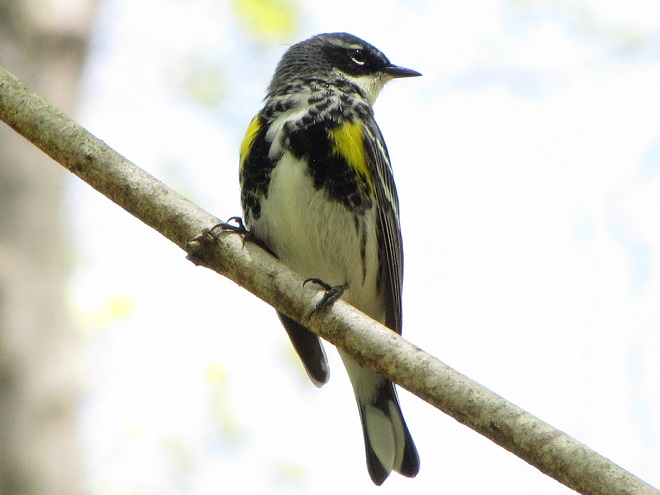 Birds of Conewago Falls in the Lower Susquehanna River Watershed: Yellow-rumped Warbler