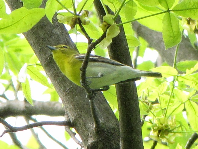Birds of Conewago Falls in the Lower Susquehanna River Watershed: Yellow-throated Vireo