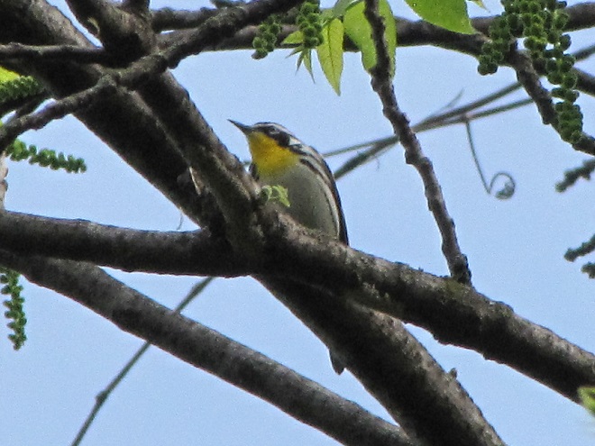 Birds of Conewago Falls in the Lower Susquehanna River Watershed: Yellow-throated Warbler