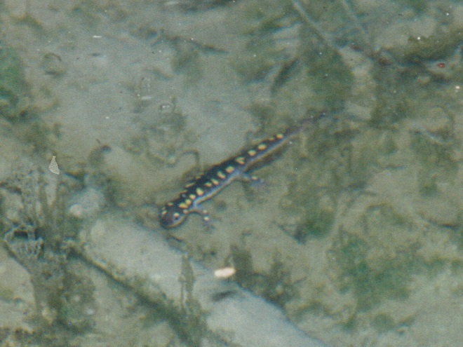 Amphibians of the Lower Susquehanna River Watershed: Spotted Salamander