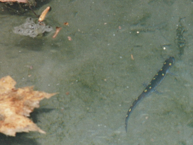 Amphibians of the Lower Susquehanna River Watershed: Spotted Salamander