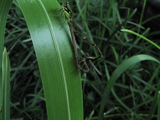 Damselflies and dragonflies of the Lower Susquehanna River Watershed: Fragile Forktail