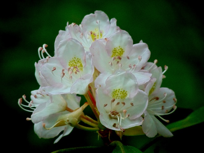 Great Rhododendron Flower Cluster