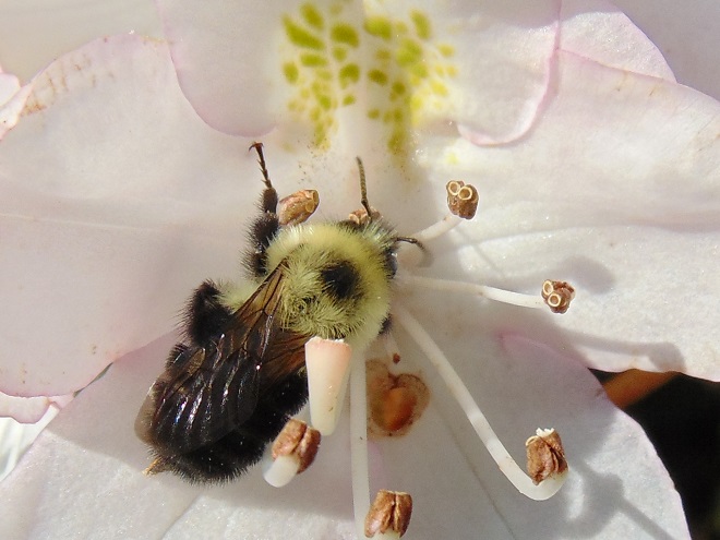 Bumble Bee Pollinating a Great Rhododendron Flower