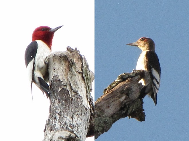 Birds of Conewago Falls in the Lower Susquehanna River Watershed: Red-headed Woodpeckers