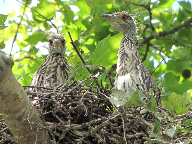 Birds of Conewago Falls in the Lower Susquehanna River Watershed: Yellow-crowned Night Herons