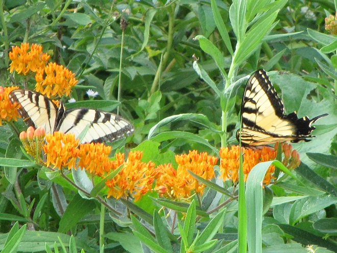 Tiger Swallowtails visiting Butterfly Weed
