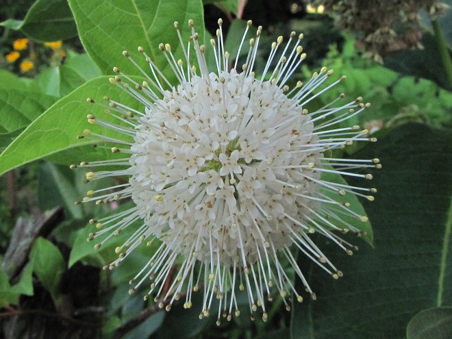 Buttonbush flower cluster