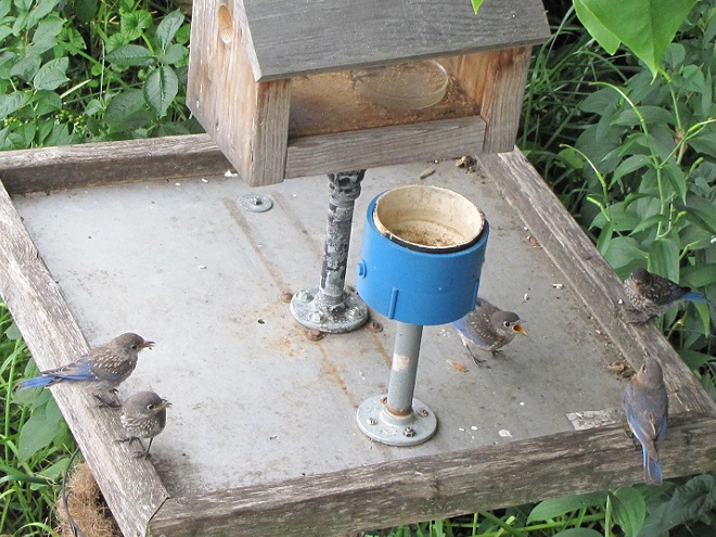 Eastern Bluebird Family at Mealworm Feeding Station